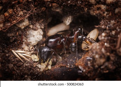 Ant Queen With Workers And Eggs