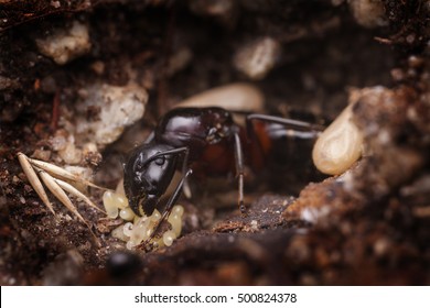 Ant Queen With Workers And Eggs