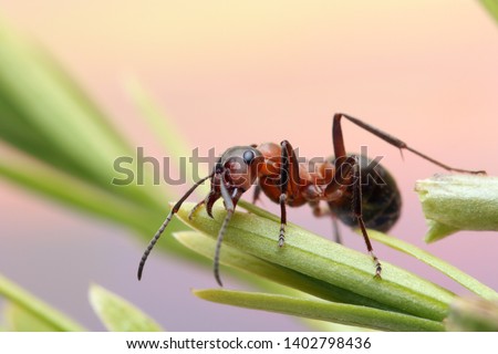 Ant runs quickly in the grass, clinging to the blades of grass.
