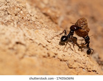 Ant in search of food at dawn around the anthill