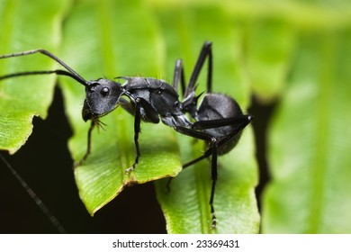 Ant Side View Stock Photo 23369431 | Shutterstock