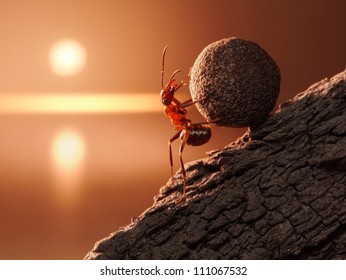ant Sisyphus rolls stone uphill on mountain, concept