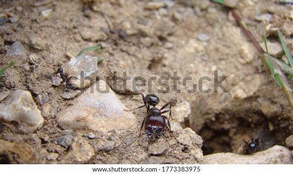 ant\
soldier ant\
ants are\
working\
house of ants\
ants in their natural habitat. \
ants at\
the entrance to the ant mound.\
soil texture.\
clods of land, sand,\
small stones\
macro photo. \
insects, insect,\
bug