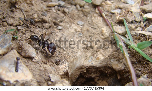 ant\
soldier ant\
ants are\
working\
house of ants\
ants in their natural habitat. \
ants at\
the entrance to the ant mound.\
soil texture.\
clods of land, sand,\
small stones\
macro photo. \
insects, insect,\
bug