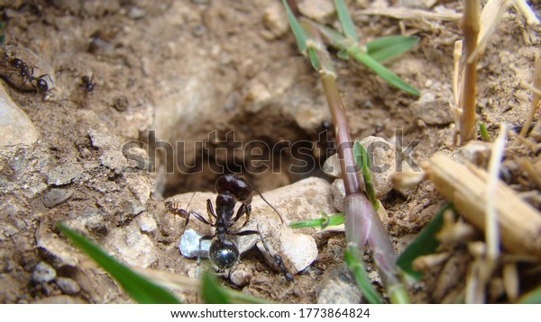 ant.\
soldier ant.\
ants are working\
house\
of ants\
ants in their natural habitat. \
ants at the entrance to\
the ant mound.\
soil texture.\
clods of land, sand, small\
stones\
macro photo\
insects, insect,\
bug
