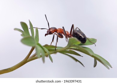 954 Ants on foot Stock Photos, Images & Photography | Shutterstock