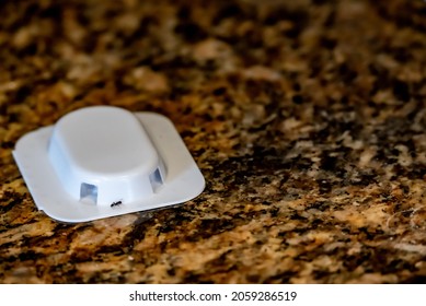 Ant Trap Poison Bate On A Granite Kitchen Countertop