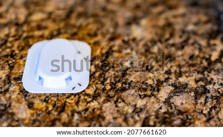 Ant trap poison bate on a granite kitchen countertop