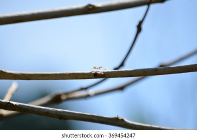 Ant Walking