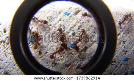 Ant War between two colonies of pavement ants.
Biologist, Exotic vet watching a Battle of ants, veterinarian.
Close up of ants insect.
ants war in the road.
insects, insect, bugs, animals, wildlife.