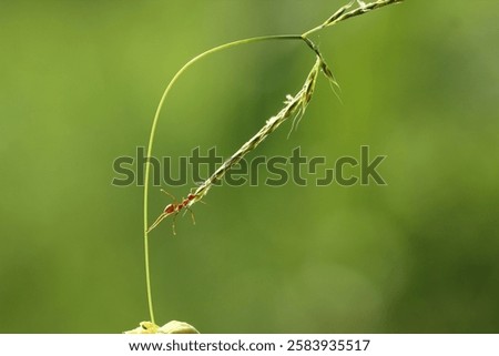 ant, weaver ant, a weaver ant is pulling a leaf with its bite