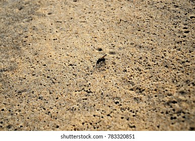 Ant Wings On Beach Sand Stock Photo 783320851 | Shutterstock