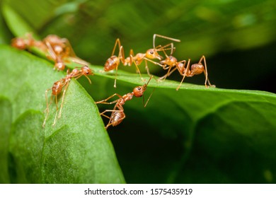 ant worker are building nest on green leaf with nature blurred background