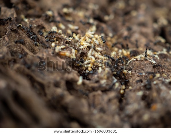 Ant\
workers carry larva and pupae out of a flooded\
nest.