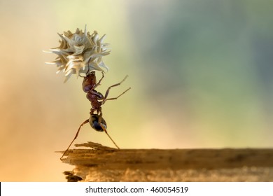 Ant working