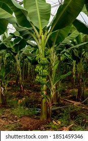 Antalya Banana Plants Growing Greenhouse Turkey Stock Photo 1851459346 ...