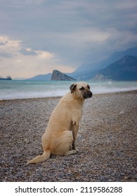 Antalya, Turkey, Winter Walk By The Mediterranean Sea. Rear View Of Lost Dog Alone On Smooth Wet Beach Looking Out To Sea Under Blue Sky With Grey Storm Clouds