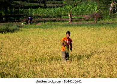 385 Rice farmers in madagascar Images, Stock Photos & Vectors ...