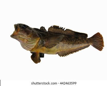 Antarctic Cod, Antarctica Toothfish Isolated On The White Background