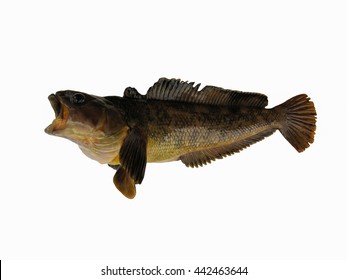 Antarctic Cod, Antarctica Toothfish Isolated On The White Background