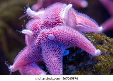 Antarctic Cushion Sea Star Underwater Close Up Detail 