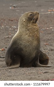 Antarctic Fur Seal, Antarctica