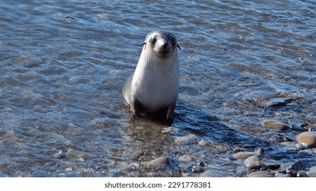 Antarctic fur seal (Arctocephalus gazella) in shallow water by the beach at Jason Harbor, South Georgia Island - Shutterstock ID 2291778381