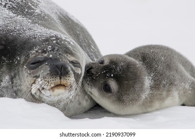 Antarctic fur seal with baby kissing its mom. 