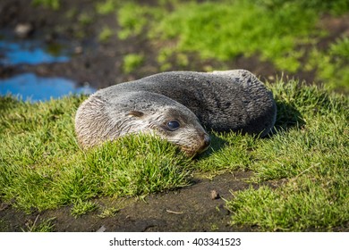 Antarctic Fur Seal On Grass Beside Pond