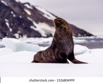 Antarctic Fur Seal On Ice