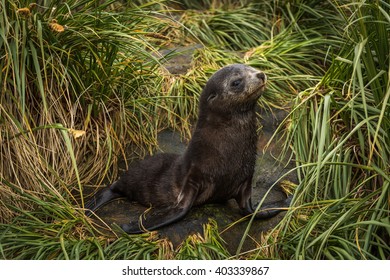 Antarctic Fur Seal Pup In Tussock Grass