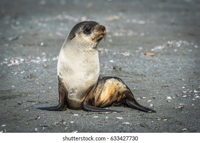 Antarctic Fur Seal Sits On Sandy Beach