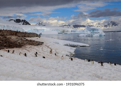 Antarctic Gentoo Penguin (Pygoscelis Papua) Colony Busy With Gentoo Penguins On The Snowy Coast Of Antarctica With A View Across The Sea To Icebergs And A Tidewater Glacier Backed By Snowy Mountains