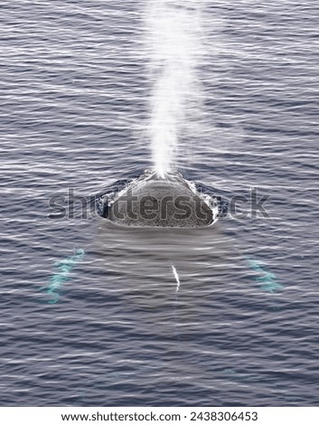 An antarctic Humpback whale (Megaptera novaeangliae) swimming in antarctic ocean blowing