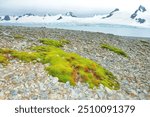 Antarctic landscape with mosses in the foreground