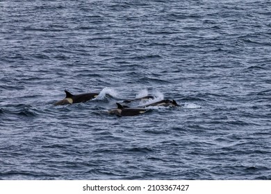 Antarctic Orcas Or Killer Whales (Orcinus Orca) Hunting In A Pod In Antarctica