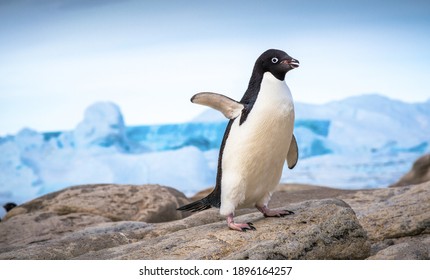 Antarctic Penguin On The Coast South Ocean.