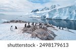 Antarctic penguins colony rest on mountain coastline. Gentoo penguins nesting, towering iceberg, snow covered glacier in cold ocean water in background. Explore wildlife in Antarctica. Panoramic shot