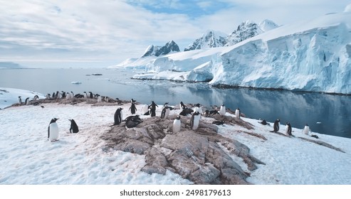 Antarctic penguins colony rest on mountain coastline. Gentoo penguins nesting, towering iceberg, snow covered glacier in cold ocean water in background. Explore wildlife in Antarctica. Panoramic shot - Powered by Shutterstock