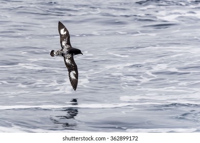 Antarctic Petrel