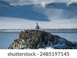 Antarctic tern, king George island,Southern Ocean, Antarctica