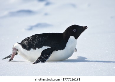 428 Penguin belly Stock Photos, Images & Photography | Shutterstock