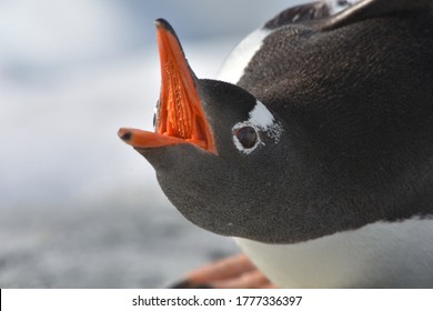 Mouth penguin Penguin