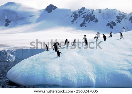 The Antarctica chinstrap penguins standing on the icy snow-covered terrain