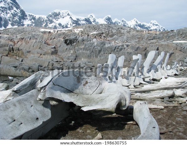 Antarctica land. Ancient bones on ground