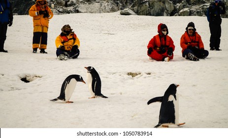 Antarctica / March 2015: Gentoo Penguins Meeting People In Antarctica On Cuverville Island.