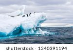 An Antarctica nature scene, with a group of five Adelie penguins on a floating iceberg in the icy cold waters of the Weddell Sea, near the Tabarin Peninsula, Antarctica.