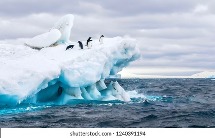 An Antarctica nature scene, with a group of five Adelie penguins on a floating iceberg in the icy cold waters of the Weddell Sea, near the Tabarin Peninsula, Antarctica.