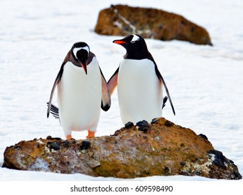 Antarctica, Penguins /  Let's Be Friends