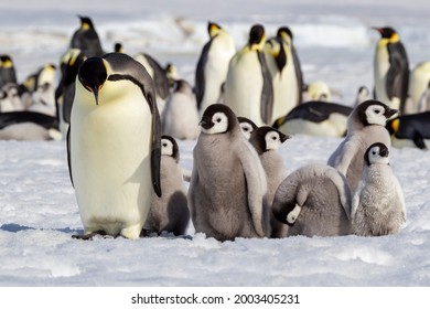 Antarctica, Snow Hill. A Group Of Emperor Penguin Chicks Huddle Near And Adult Perhaps Hoping To Be Fed.